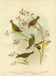 ブラウンジェリゴーネ、1891年 作： Gracius Broinowski